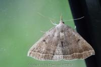 Polypogon plumigeralis