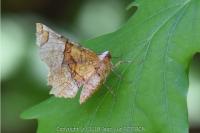 Selenia lunularia