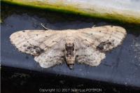 Idaea dimidiata