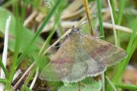 Phytometra viridaria