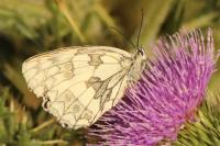 Melanargia galathea