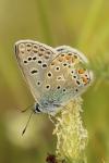 Polyommatus icarus