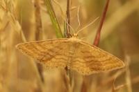 Idaea ochrata