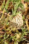 Chiasmia clathrata
