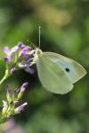 Pieris rapae