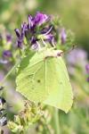 Gonepteryx rhamni