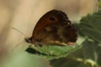 Pyronia tithonus