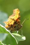 Polygonia c-album