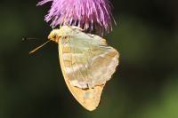 Argynnis paphia