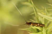 Nemophora raddaella