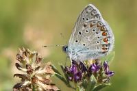 Polyommatus icarus
