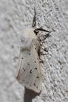 Spilosoma lubricipeda