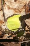 Gonepteryx rhamni