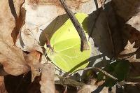 Gonepteryx rhamni