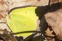 Gonepteryx rhamni