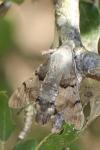 Macroglossum stellatarum