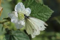Pieris napi