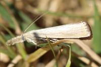 Agriphila straminella