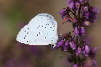 Celastrina argiolus