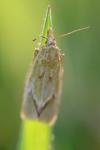 Agapeta hamana