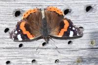 Vanessa atalanta