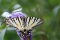 Iphiclides podalirius