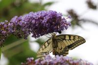 Papilio machaon