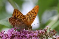 Argynnis paphia