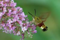 Hemaris fuciformis