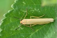Indalia pygmaeola pallifrons
