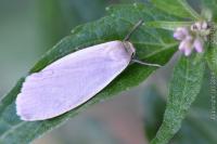 Collita griseola