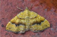 Camptogramma bilineata