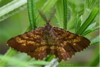 Ematurga atomaria