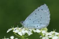 Celastrina argiolus