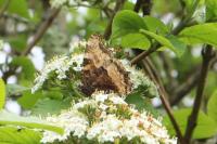 Nymphalis polychloros