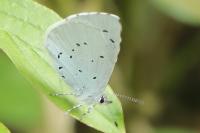 Celastrina argiolus