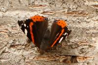Vanessa atalanta