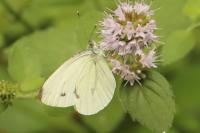 Pieris napi