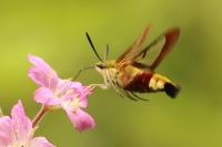 Hemaris fuciformis