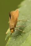 Crassa unitella