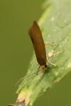 Crassa unitella