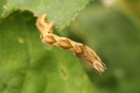 Timandra comae