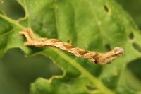 Timandra comae
