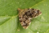 Anthophila fabriciana