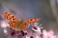 Polygonia c-album