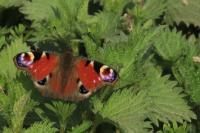 Aglais io