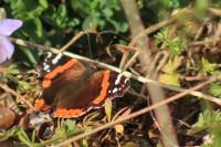 Vanessa atalanta