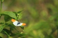 Anthocharis cardamines