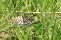 Chiasmia clathrata
