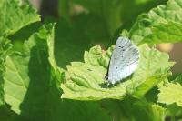 Celastrina argiolus